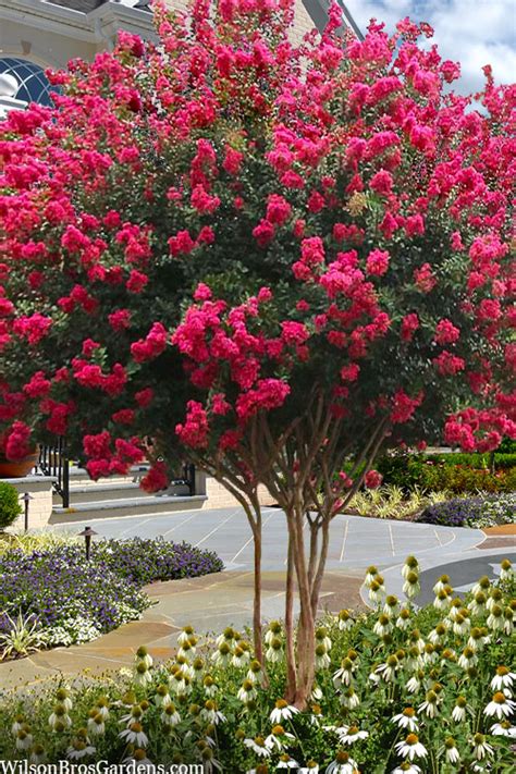 The Healing Properties of Red Nabic Crape Myrtle: Traditional Uses